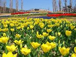 明石海峡公園のチューリップ畑